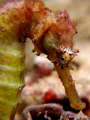   Sea Horse Shot compact camera natural light... light  